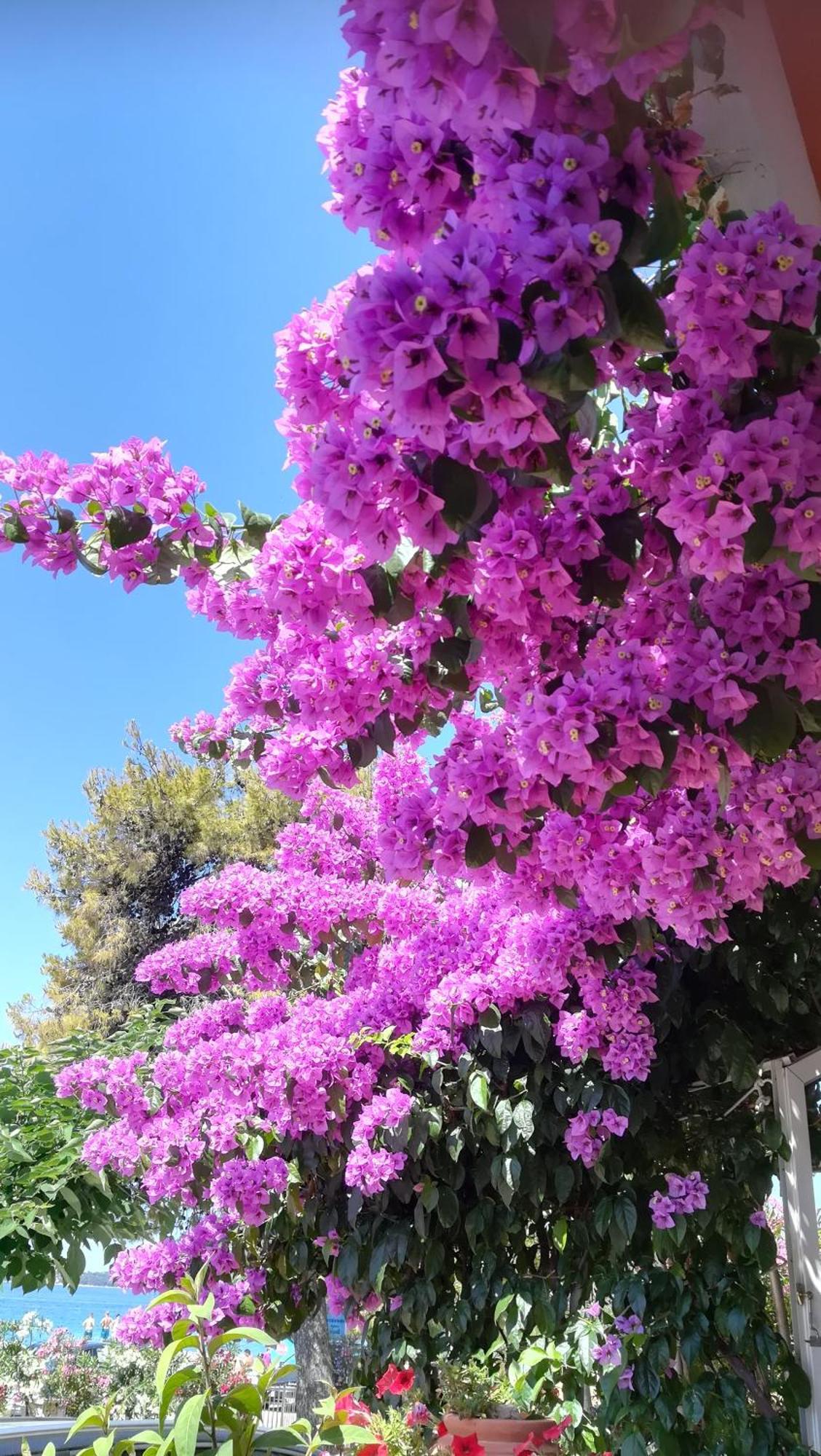 Villa Aurelia Vodice Dış mekan fotoğraf