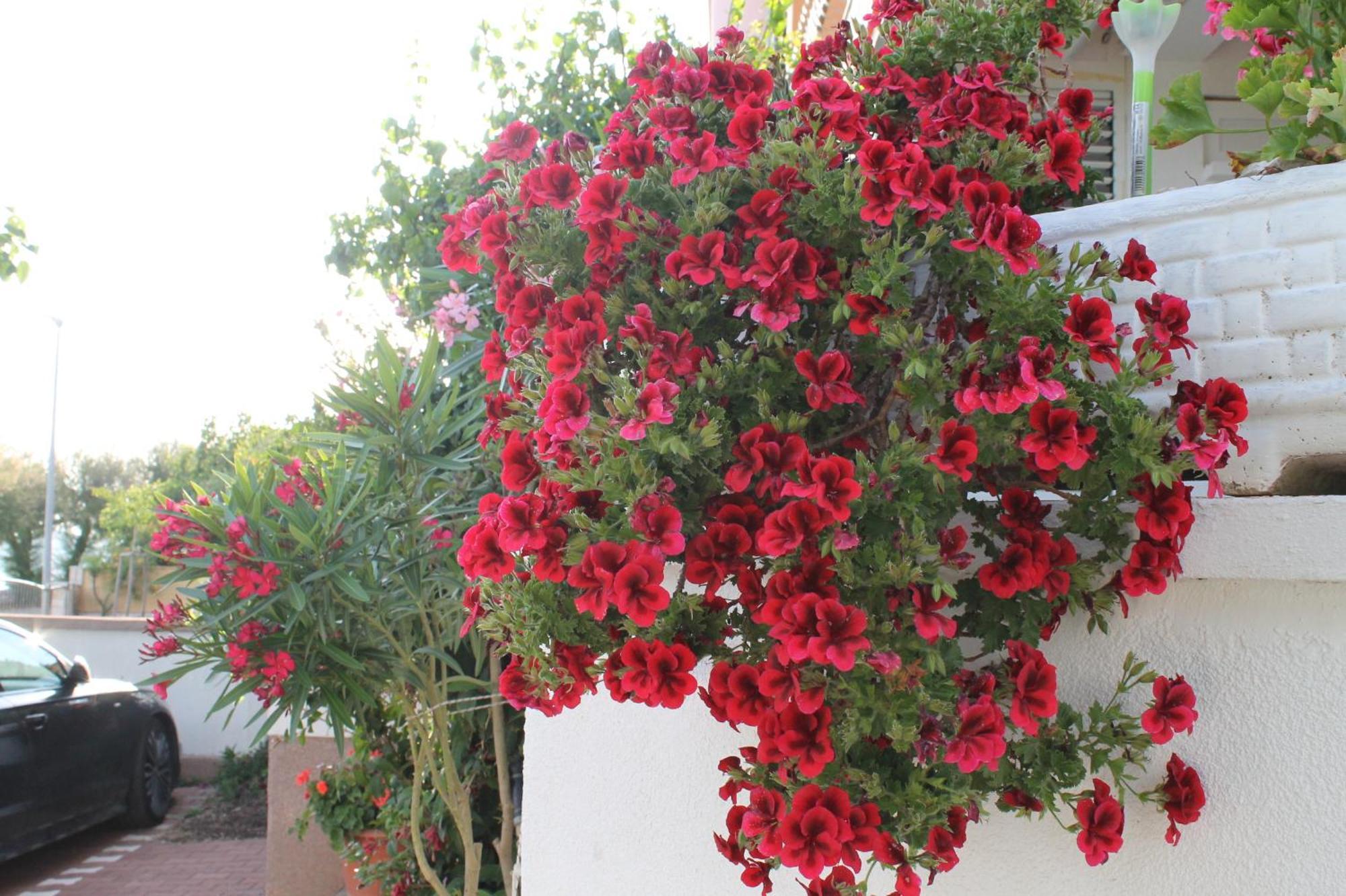 Villa Aurelia Vodice Dış mekan fotoğraf